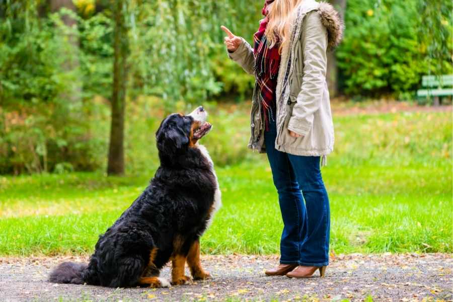 Trucos de adiestramiento canino