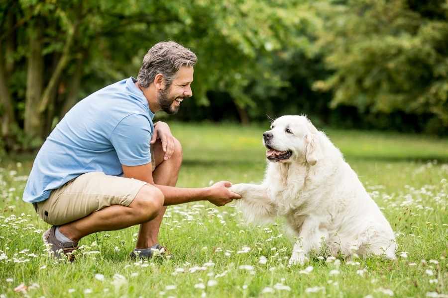¿Cómo iniciar en el adiestramiento canino?