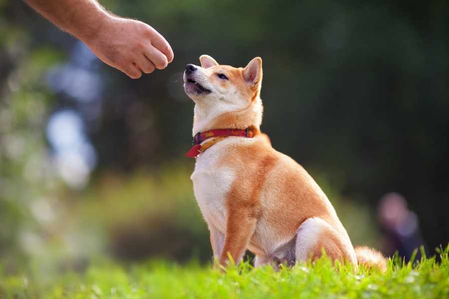 ¿Cuáles son las mejores técnicas de adiestramiento canino?