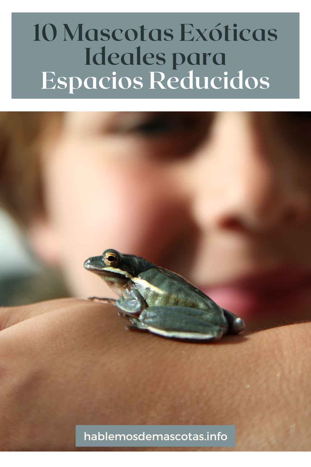 10 Mascotas Exóticas Ideales para Espacios Reducidos