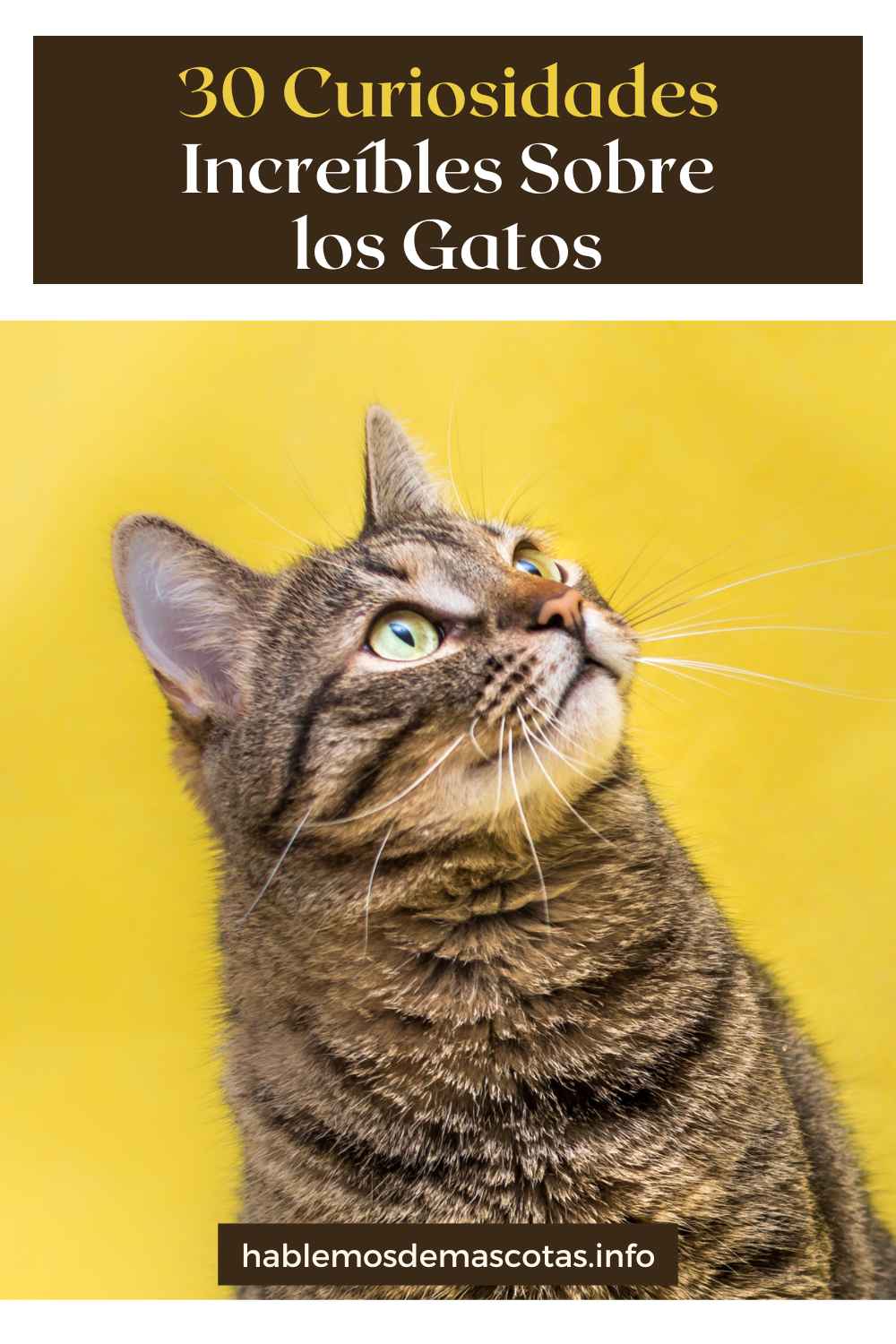 30 Curiosidades Increíbles Sobre los Gatos