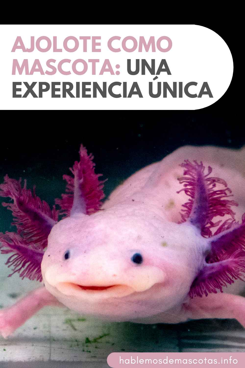 Ajolote como Mascota_ Una Experiencia Única