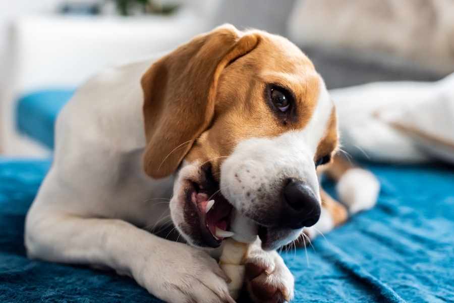 Consejos para cuidar la higiene dental del perro