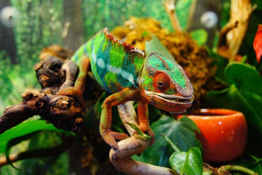Consejos para tener un camaleón como mascota