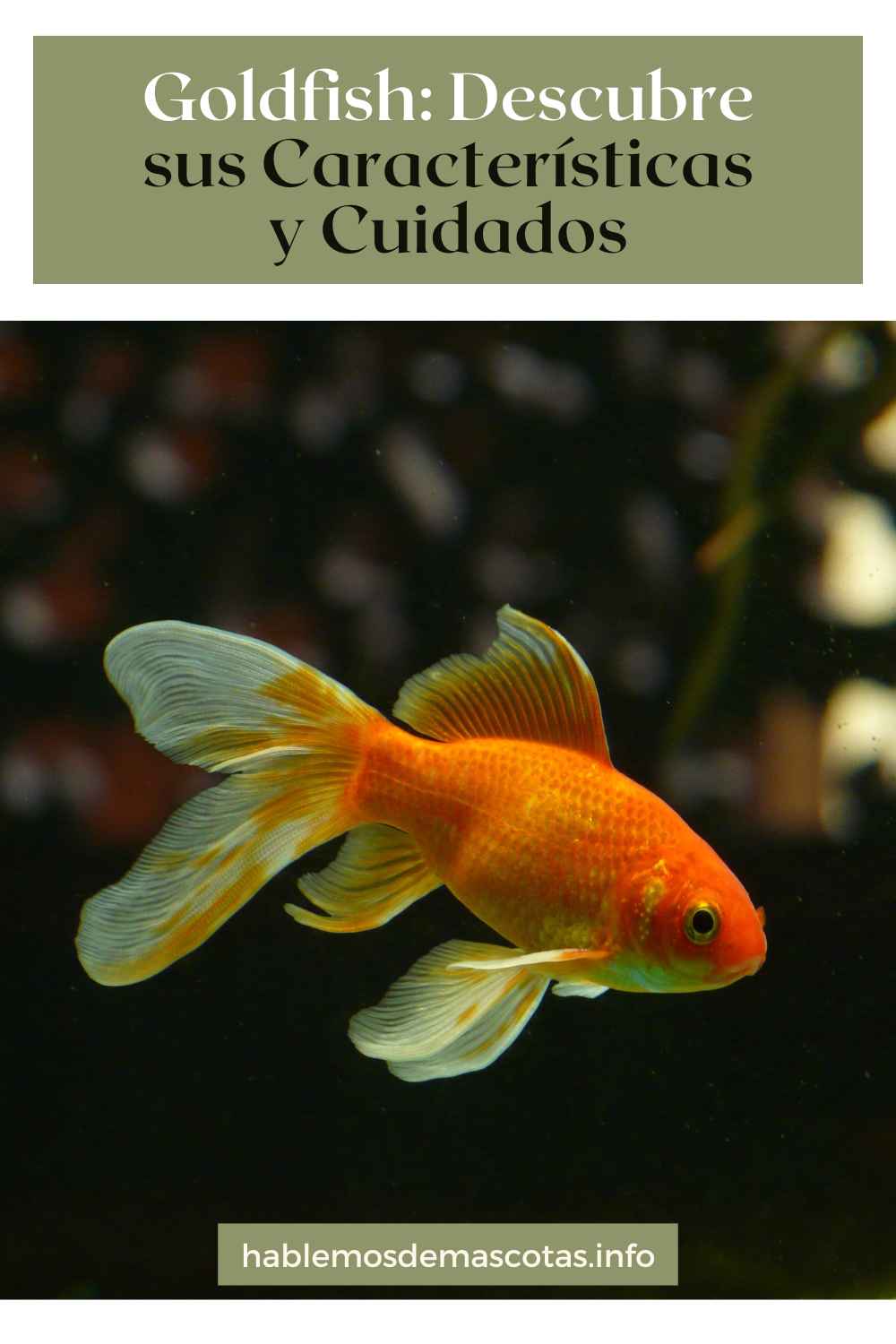 Goldfish_ Descubre sus Características y Cuidados
