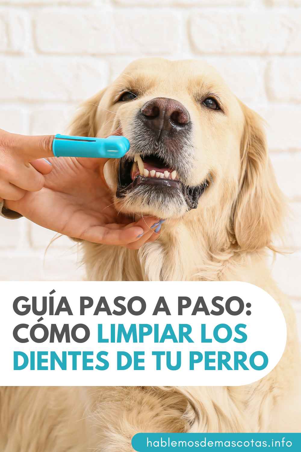 Guía Paso a Paso_ Cómo Limpiar los Dientes de tu Perro