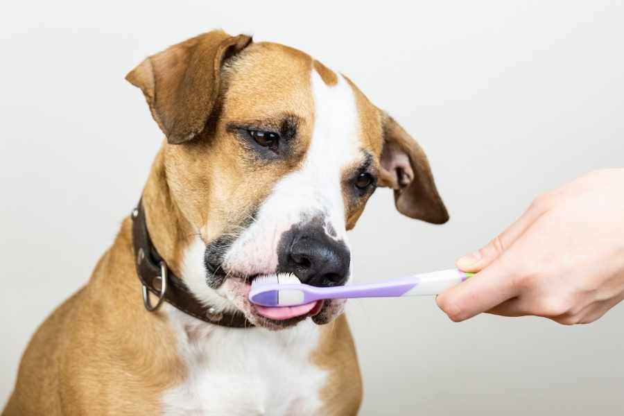 Guía paso a paso para limpiar los dientes de tu perro