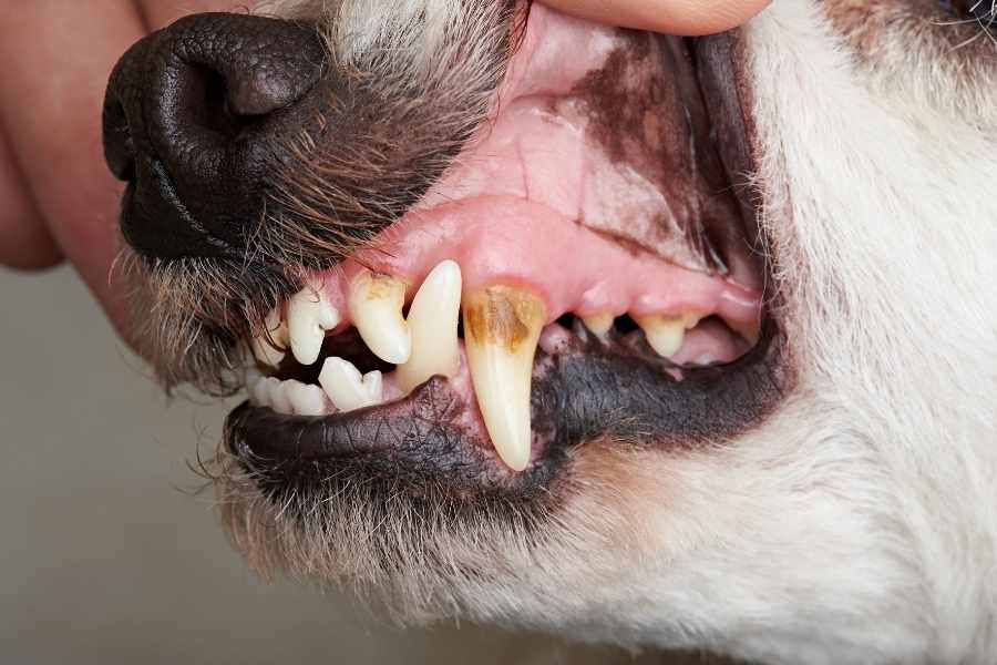 Señales de que tu perro necesita una limpieza dental
