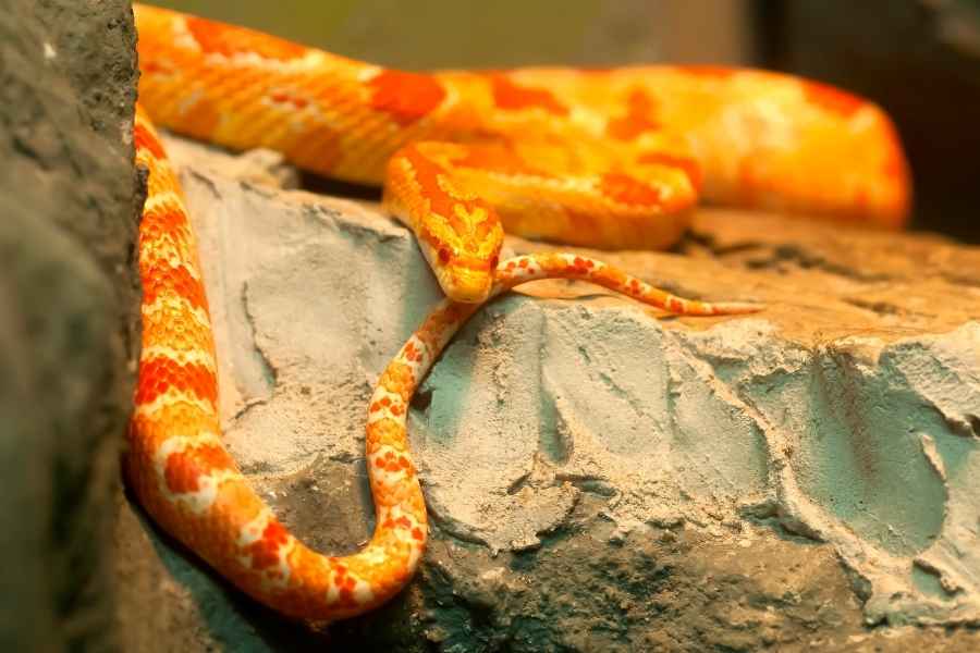Serpiente del Maíz