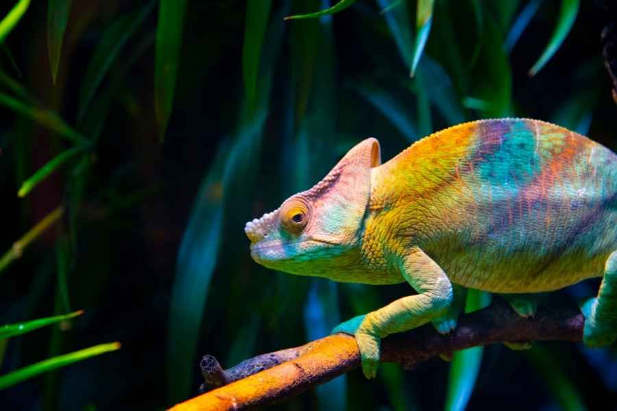 ¿Cómo debe ser el terrario para el camaleón