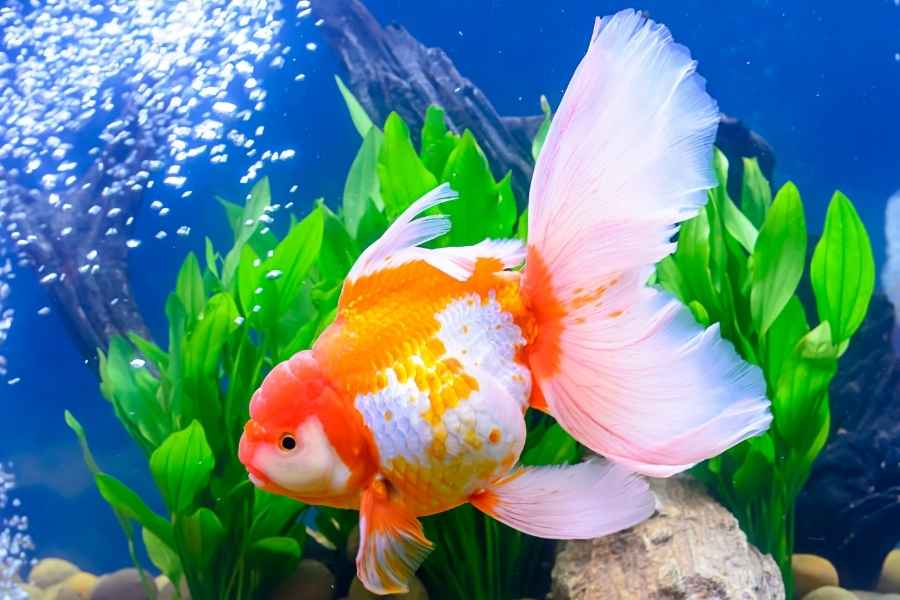 Cómo es la alimentación de los Goldfish