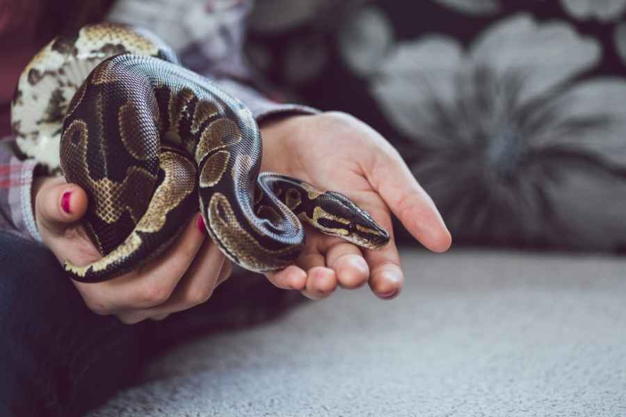 ¿Es legal tener una serpiente como mascota?