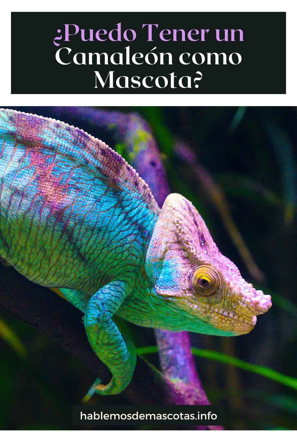 ¿Puedo Tener un Camaleón como Mascota