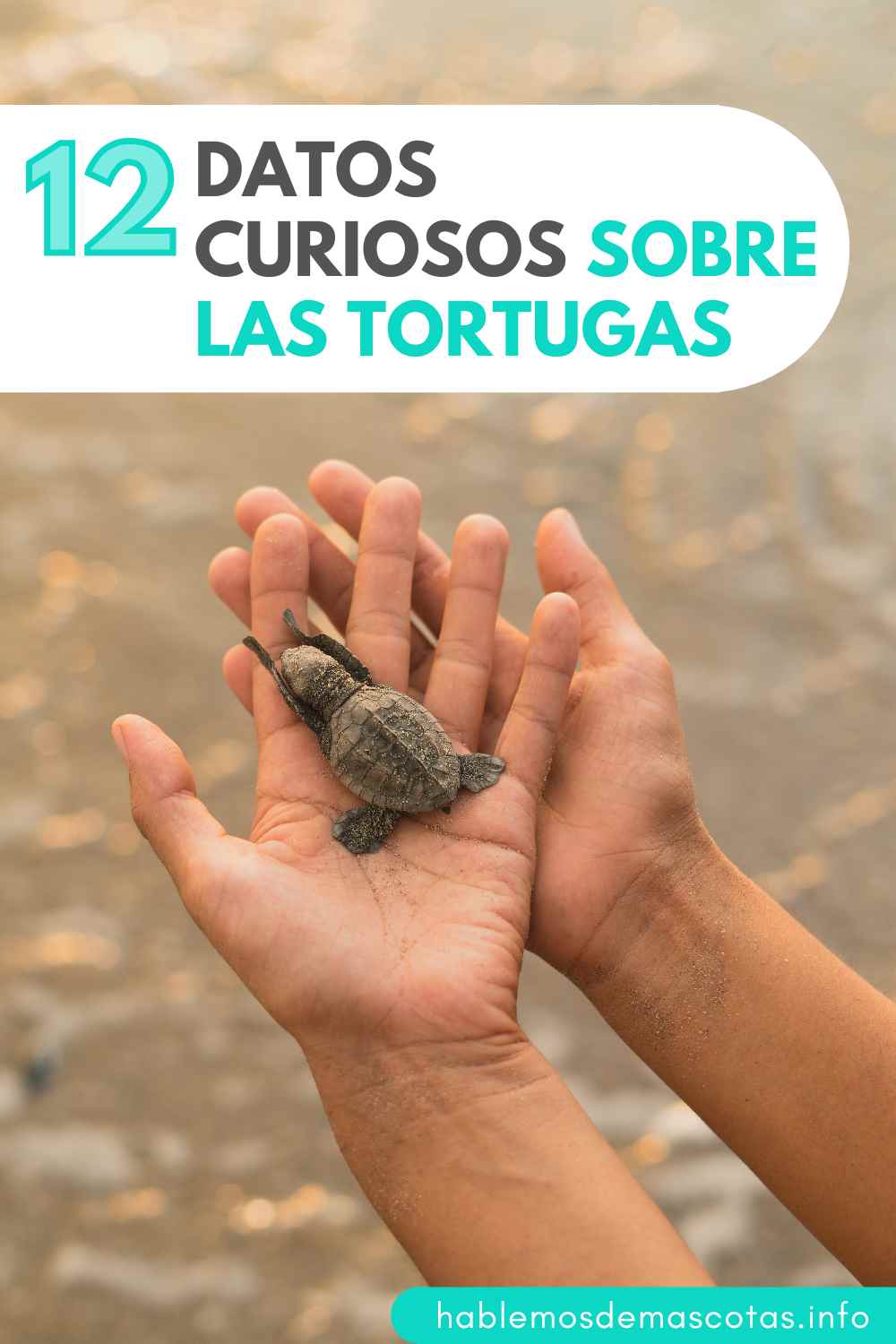 12 Datos Curiosos Sobre las Tortugas