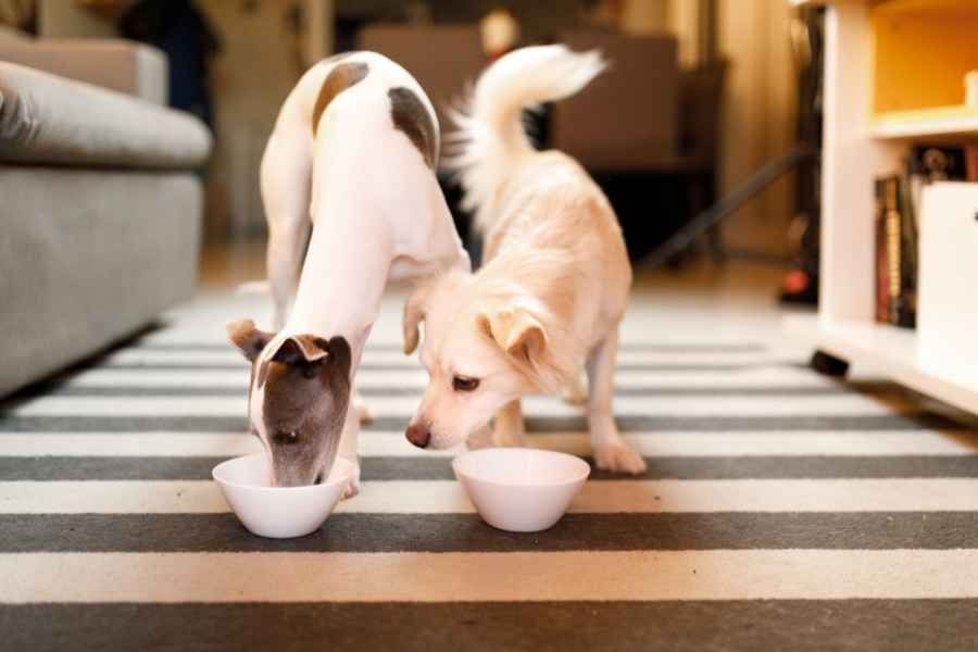 Alergia por alimentos