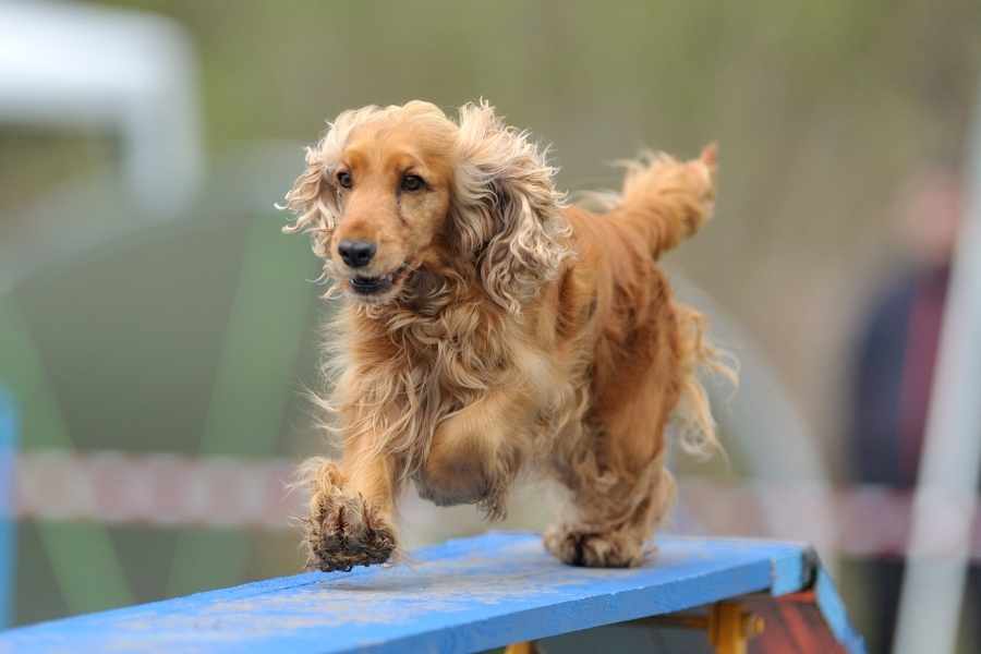 Enfermedades comunes del Cocker Spaniel Ingles