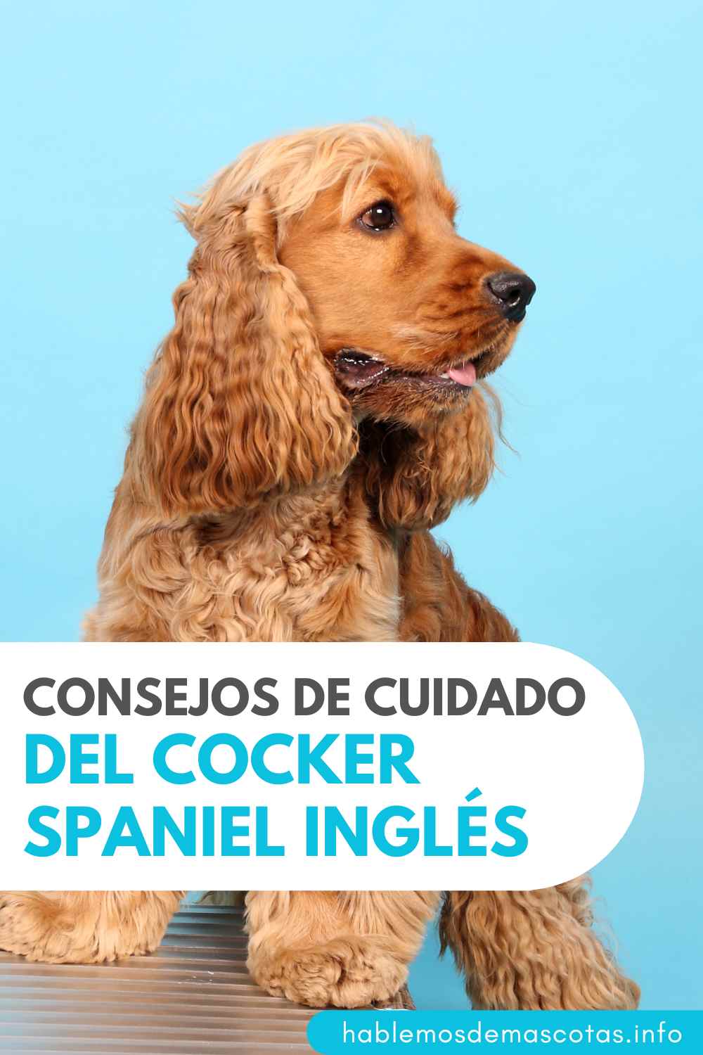 Consejos de Cuidado del Cocker Spaniel Inglés
