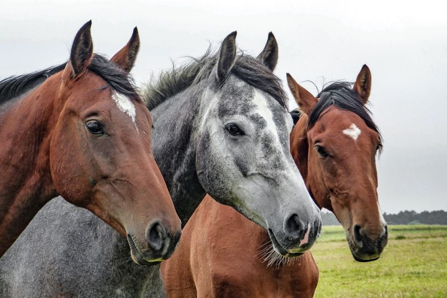 Tipo de caballo