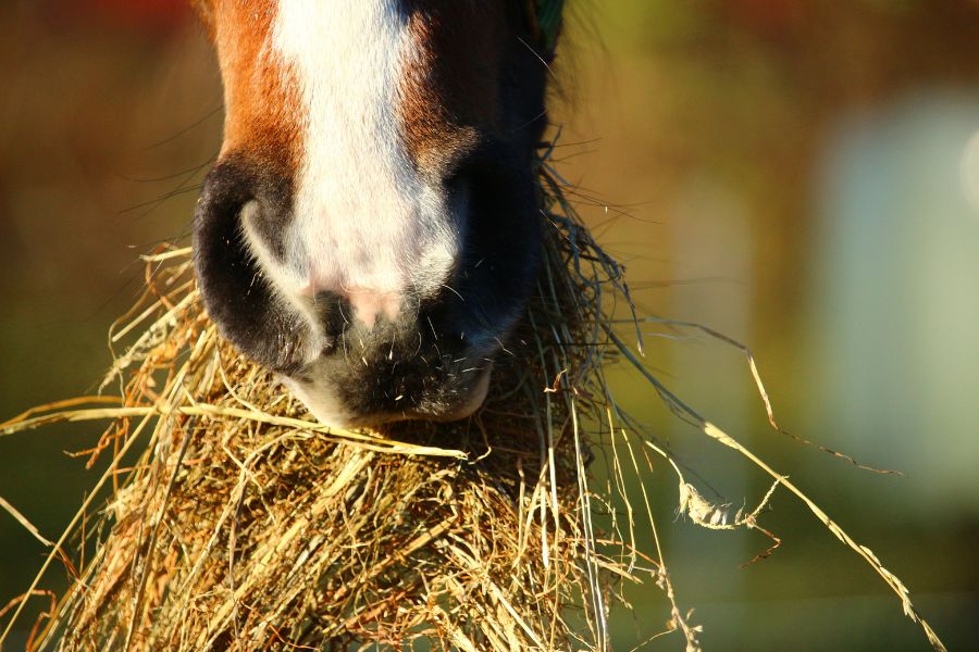 Dieta para Caballos
