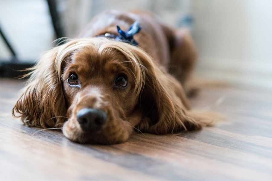Comportamiento del Cocker Spaniel Ingles