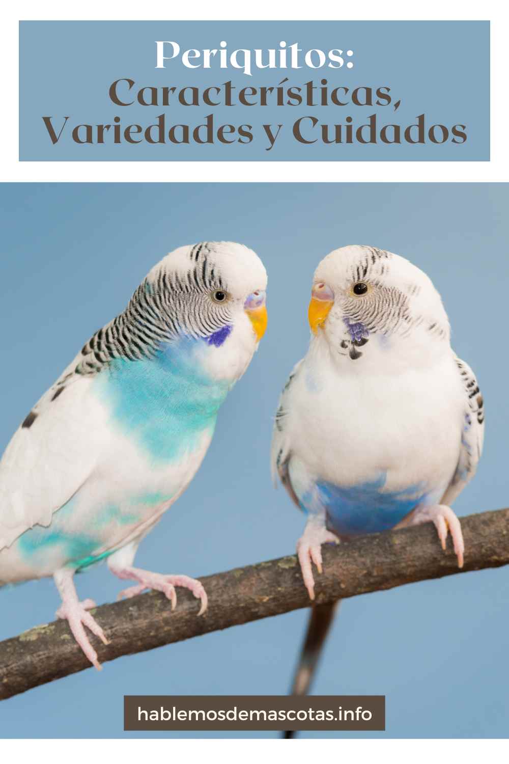Periquitos_ Características, Variedades y Cuidados