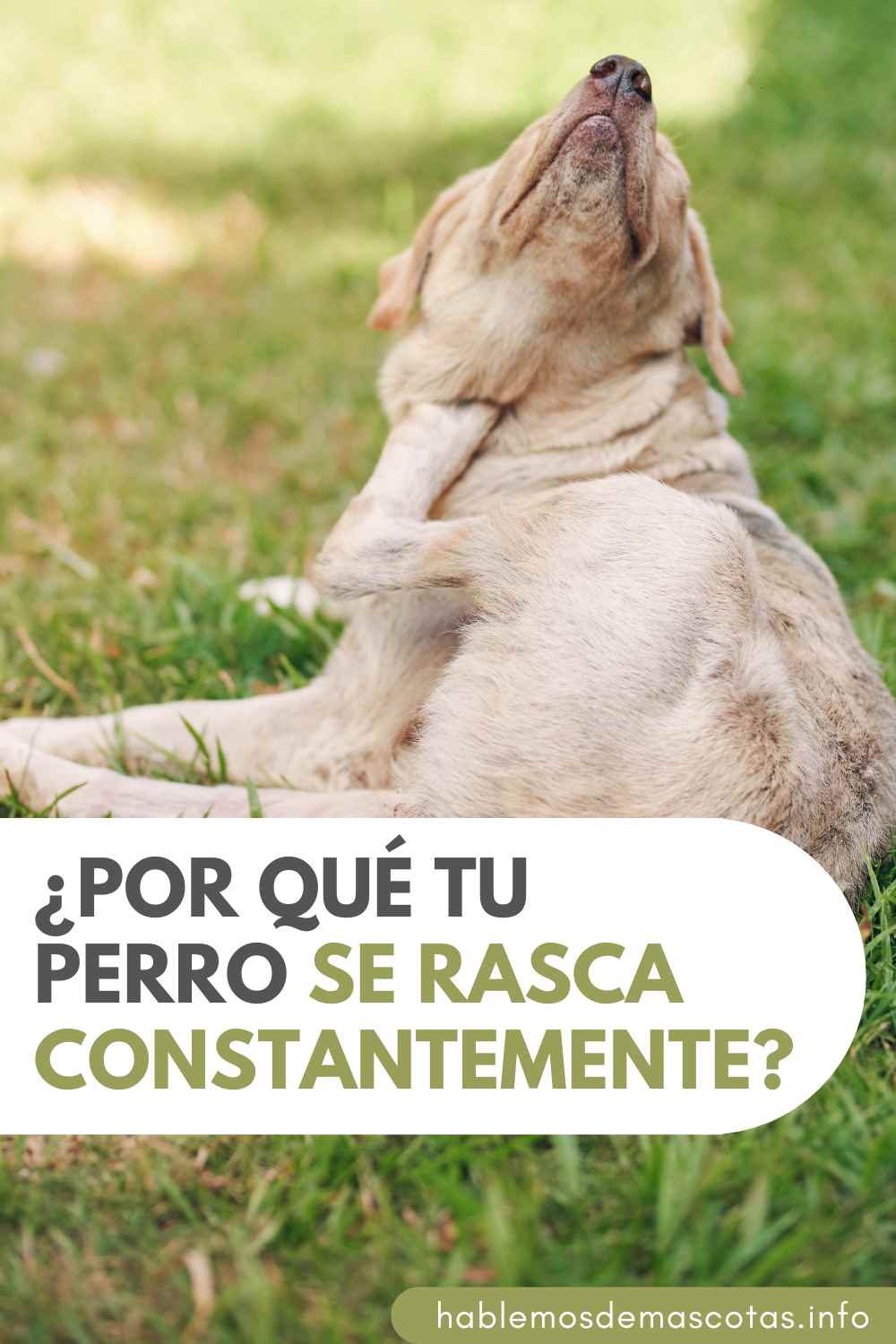 ¿Por Qué Tu Perro Se Rasca Constantemente
