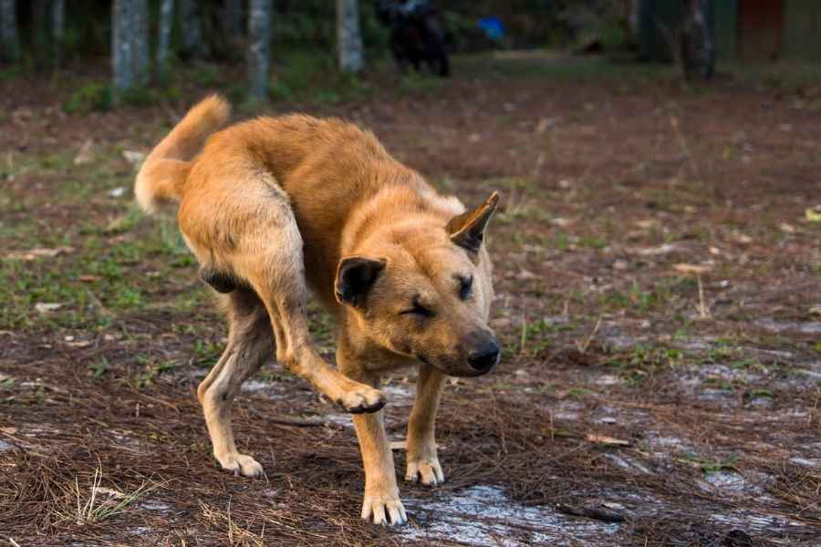 Qué hacer si me perro se rasca mucho