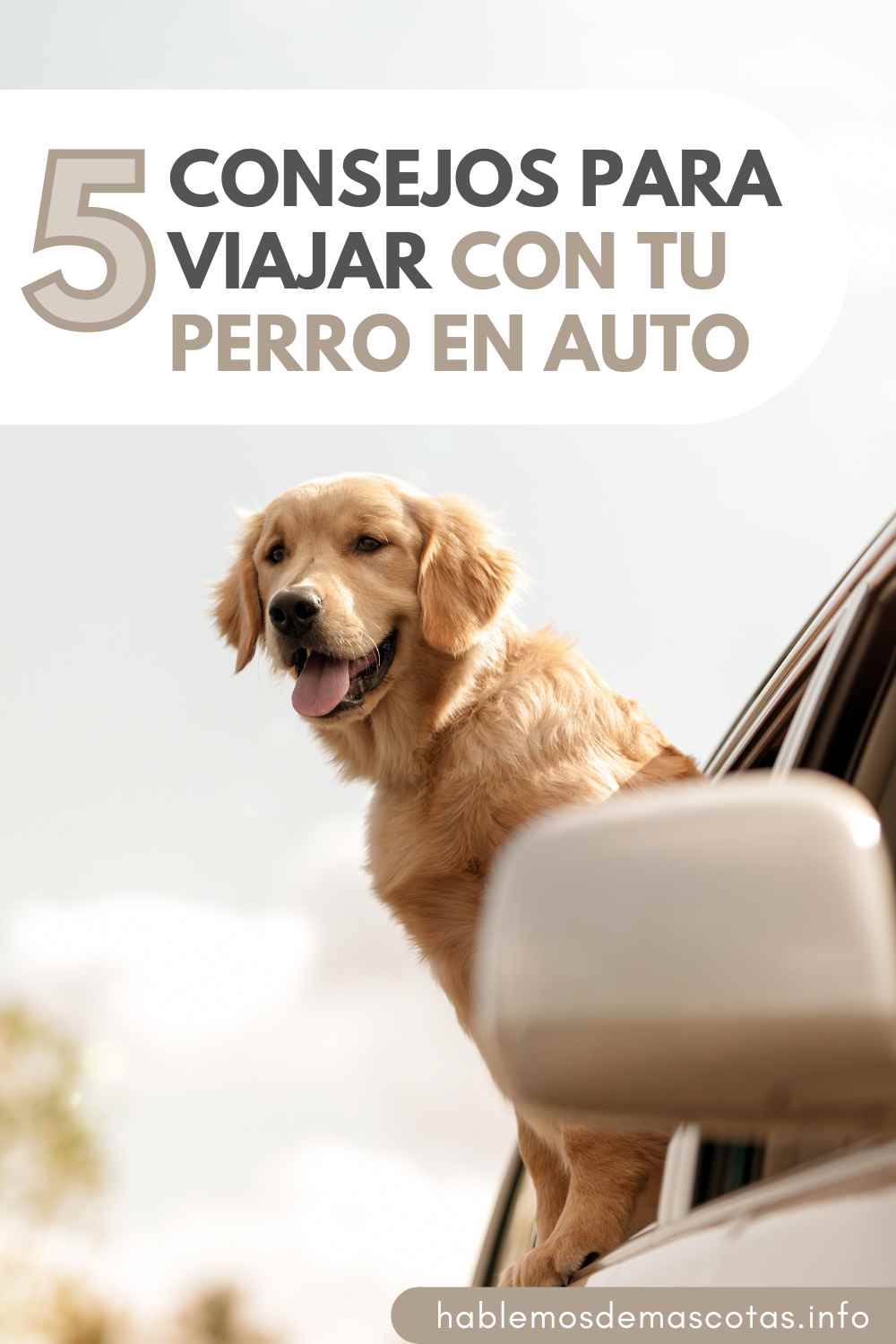 5 Consejos para Viajar con tu Perro en Auto