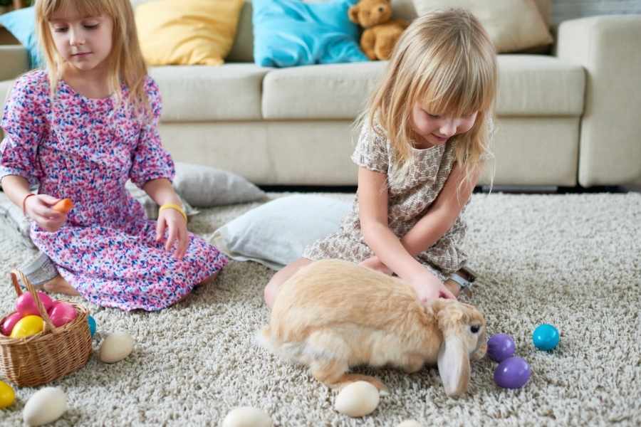 Comportamiento del Conejo como mascota