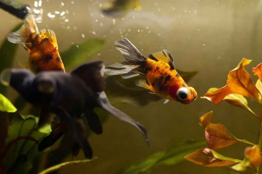 Cuáles son las condiciones del acuario de los peces telescopio