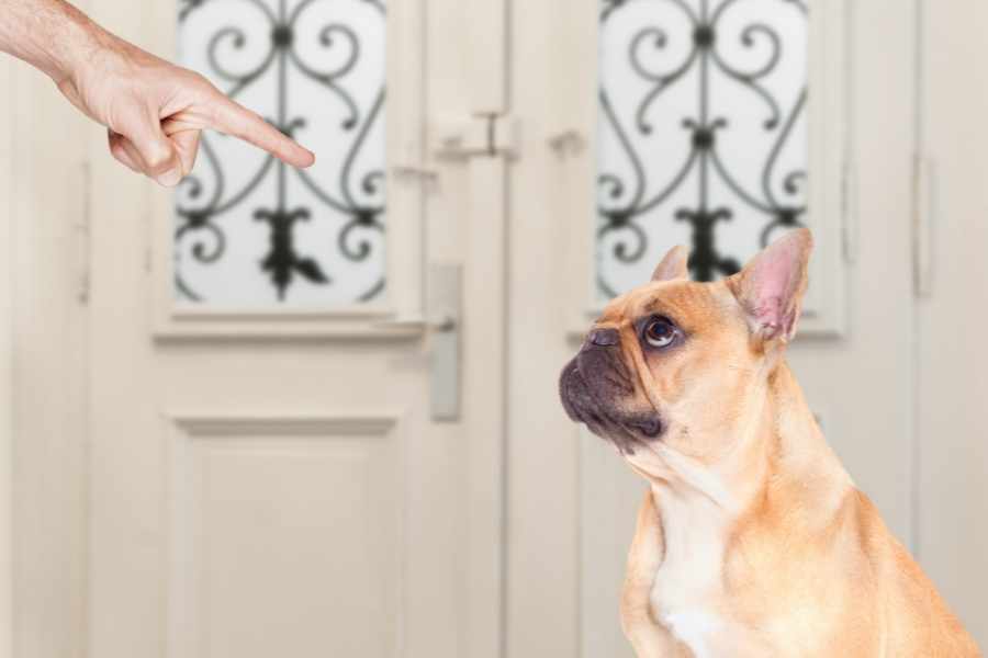 ¿Debo regañar a mi cachorro para enseñarle a no morder?