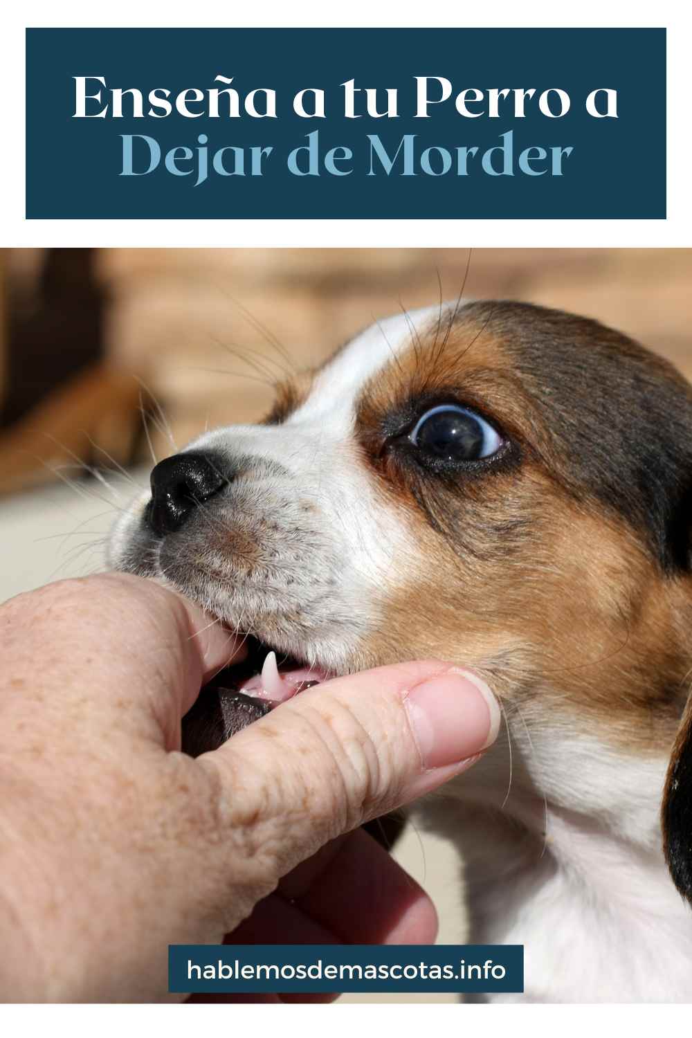 Enseña a tu Perro a Dejar de Morder