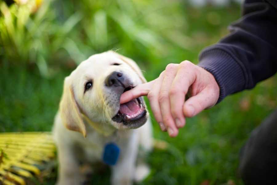 Enseñando a tu cachorro a inhibir la mordida paso a paso