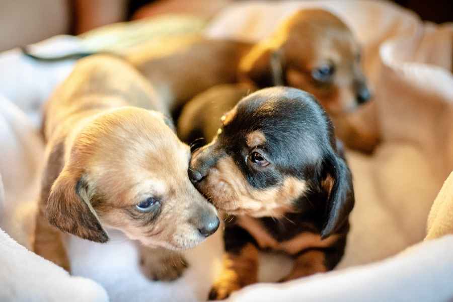 Evita limpiar a los cachorros o a la madre