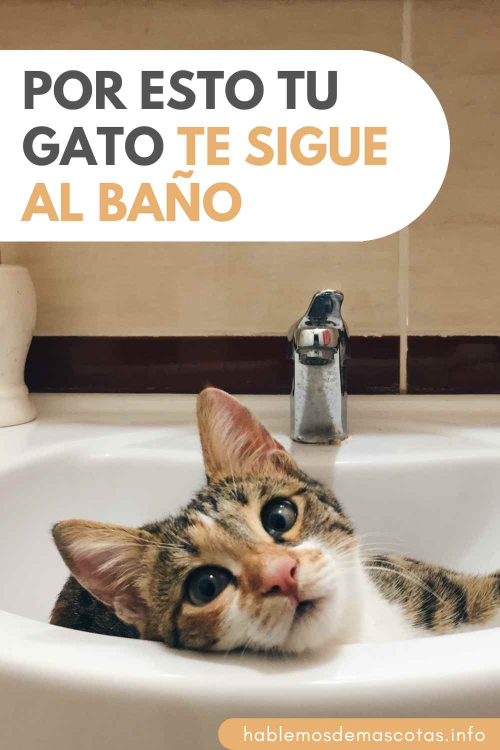 Por ESTO tu Gato te Sigue al Baño
