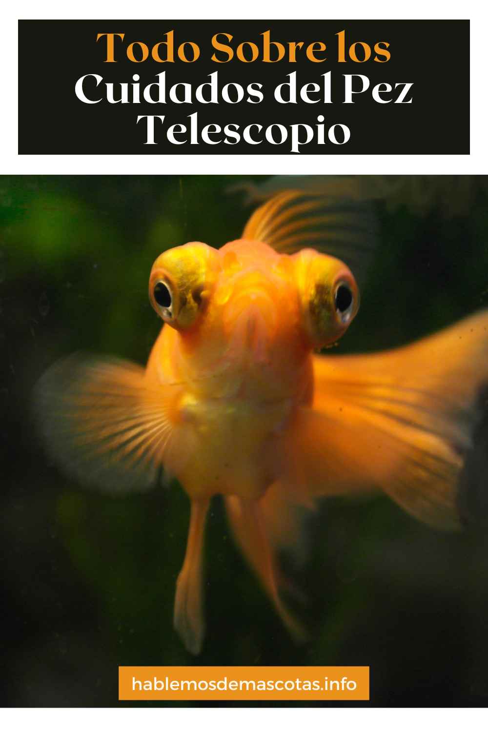 Todo Sobre los Cuidados del Pez Telescopio