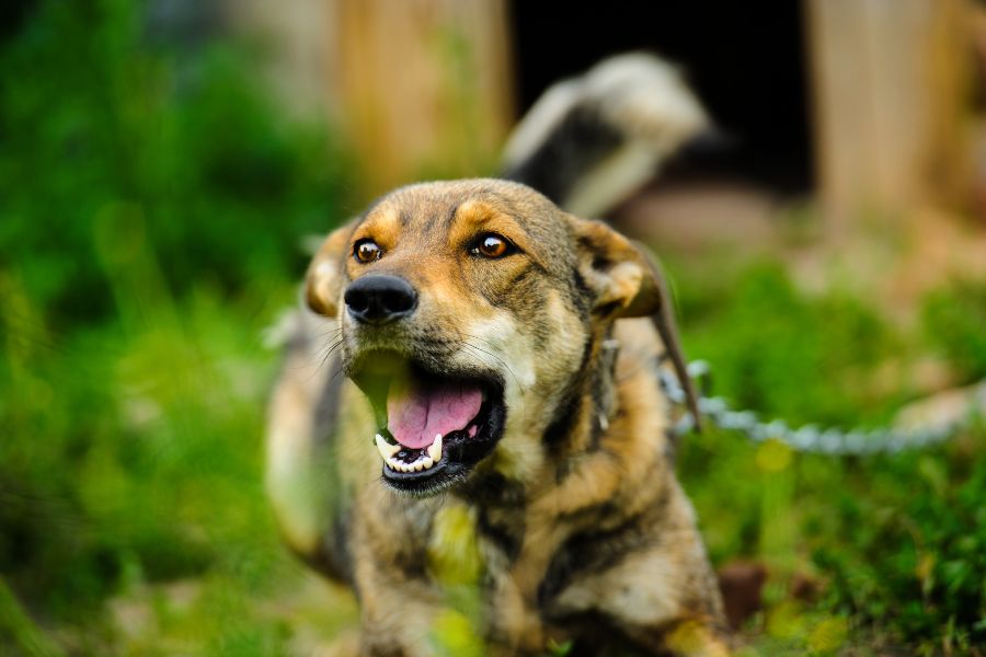 cuidar a tu perro de mordeduras