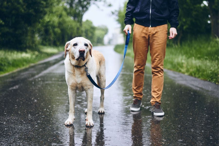 como cuidar a un perro