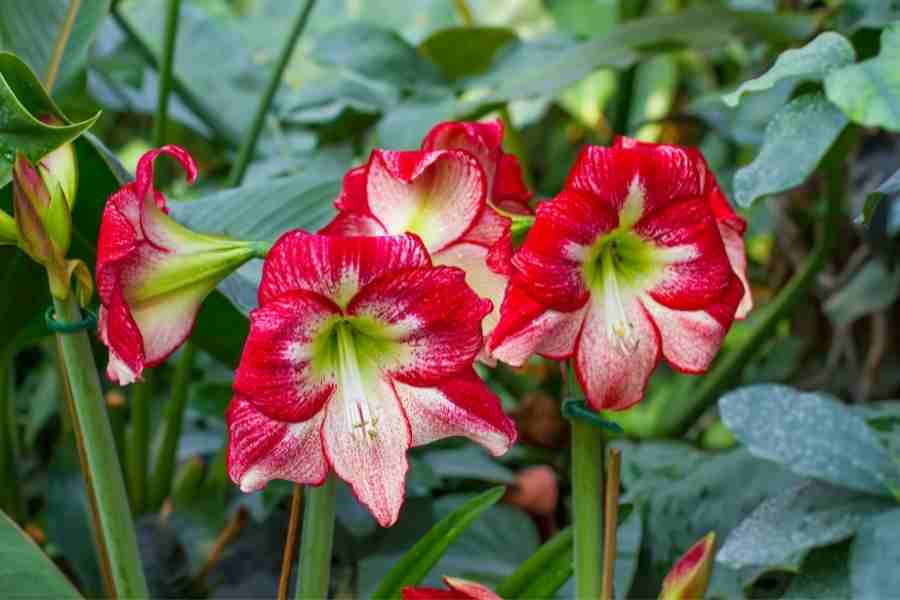 amarilias plantas tóxicas para aves