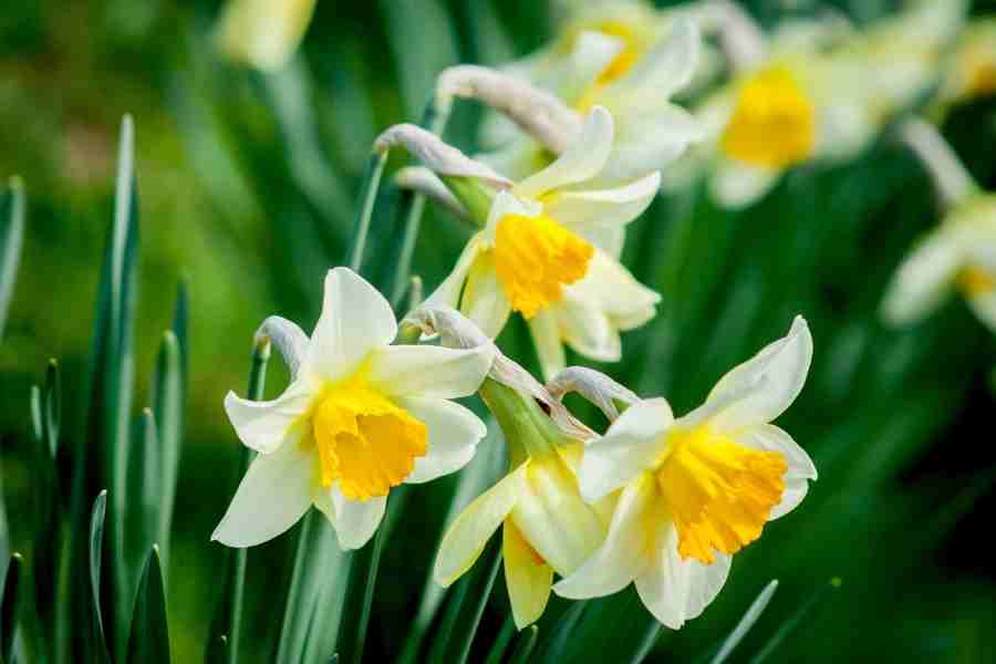 narciso plantas tóxicas para aves