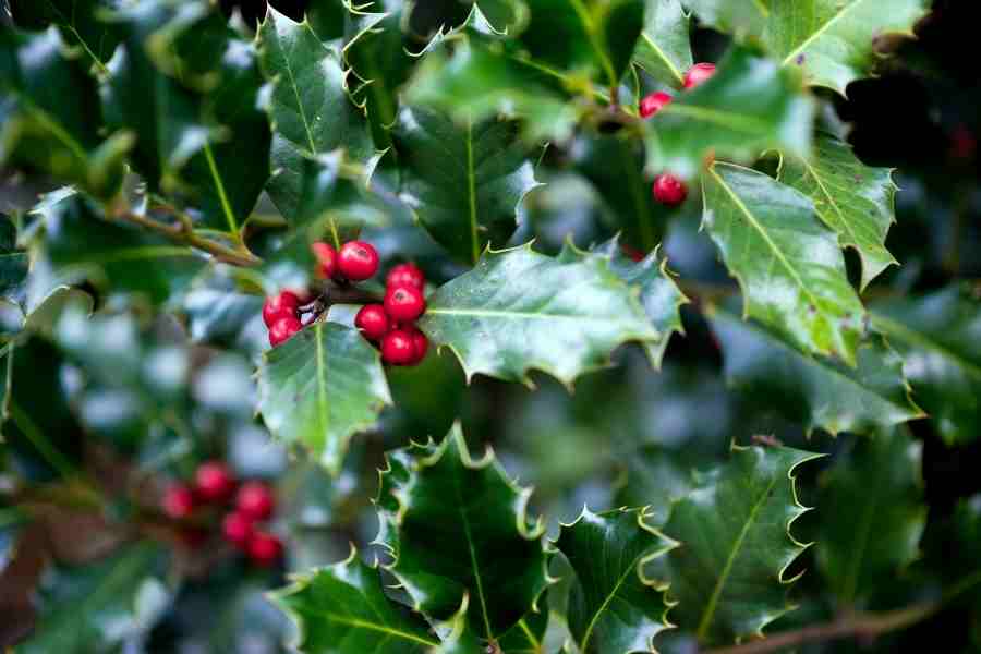 acebo plantas tóxicas para aves