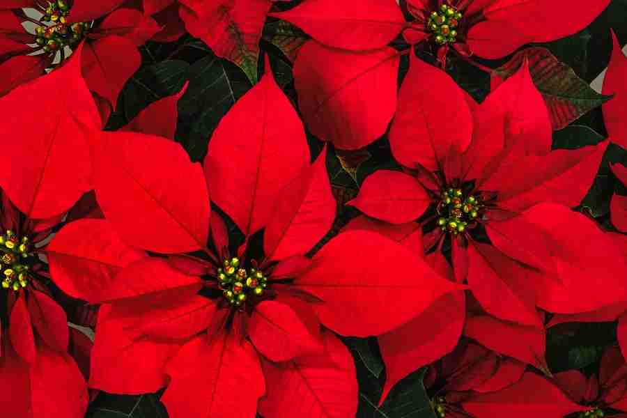 Poinsetia