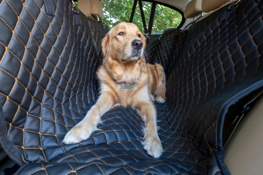 viajar con un perro
