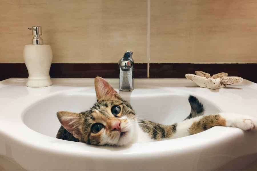 Cómo hacer que mi gato no me siga al baño