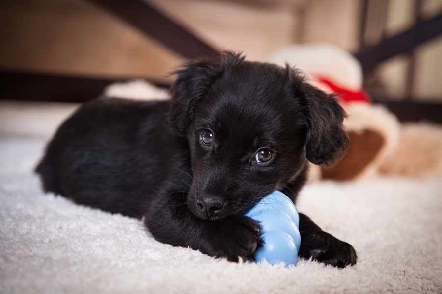 ¿Cómo enseñarle a mi cachorro a no morder tanto?