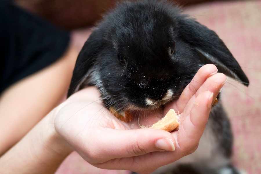 ¿Cuántas veces se le da de comer a un conejo?