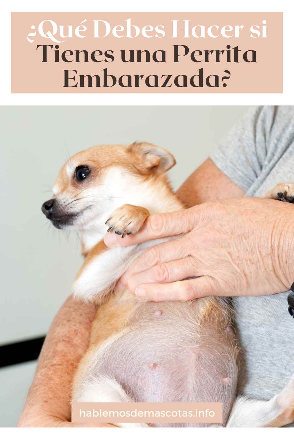 ¿Qué Debes Hacer si Tienes una Perrita Embarazada