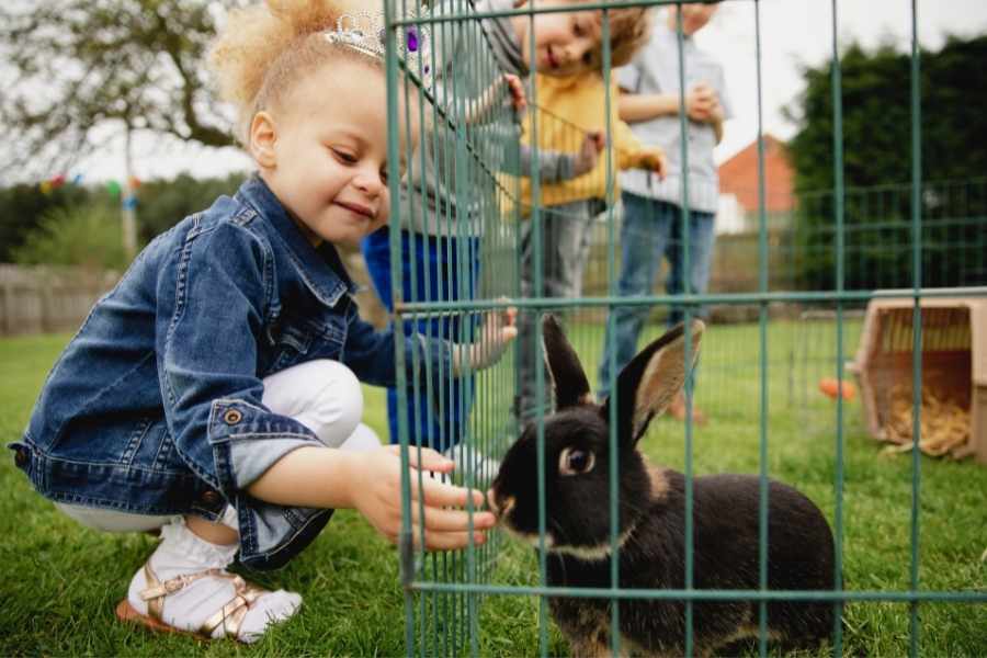 ¿Qué debes saber sobre tener un conejo como mascota?