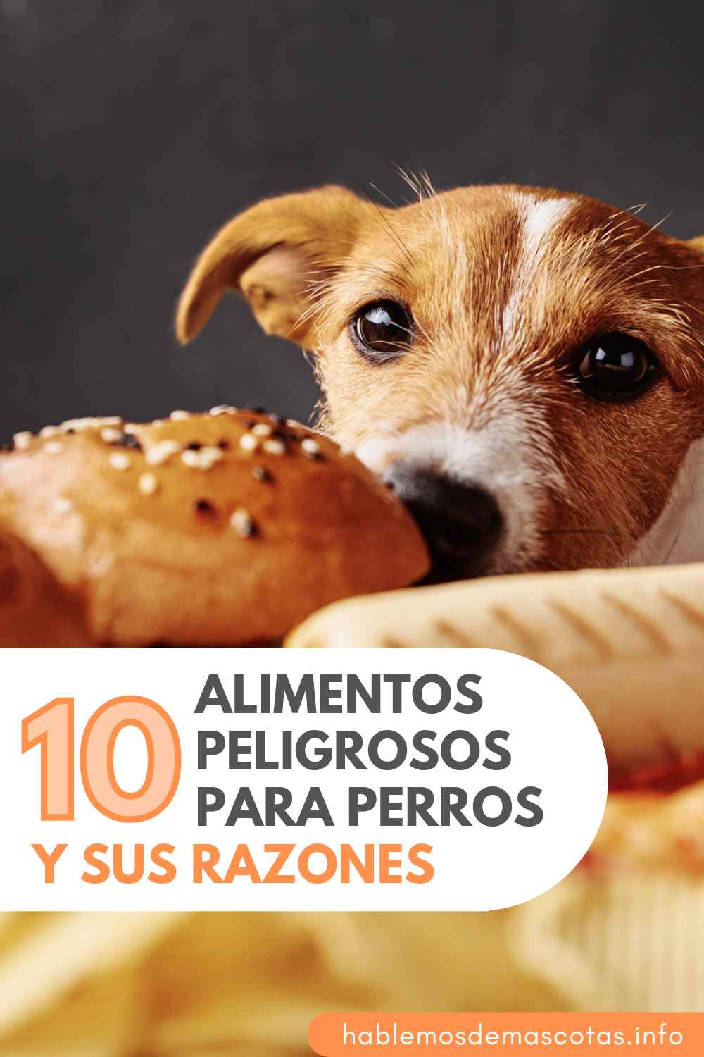 10 Alimentos Peligrosos para perros y sus Razones