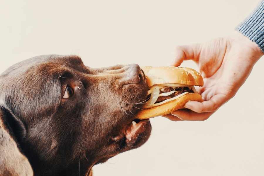 10 Alimentos Prohibidos Para los Perros y Sus Razones